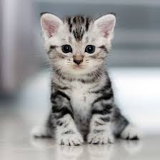 15 اصطلاح زبان انگلیسی با گربه