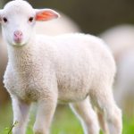 حیوانات به انگلیسی