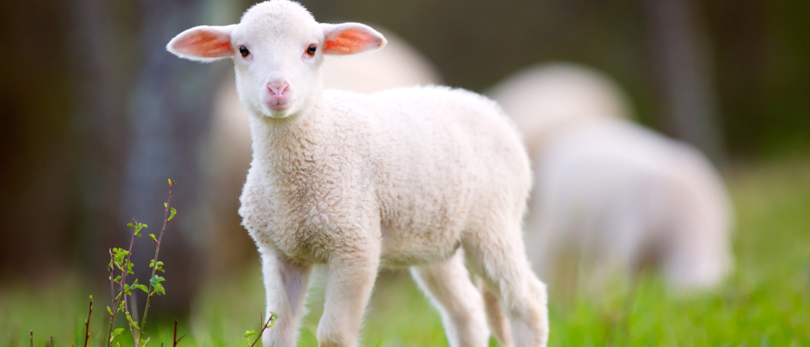 اسامی همه حیوانات به انگلیسی