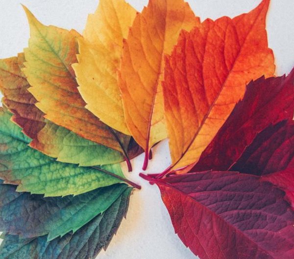 فصل ها در زبان انگلیسی